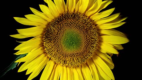 cabeza de girasol amarilla floreciendo en el lapso de tiempo. apertura de la flor en un fondo negro de bud a marchitado en el lapse de tiempo