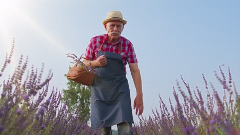 Anciano-Abuelo-Granjero-Cultivando-Plantas-De-Lavanda-En-El-Campo-Del-Jardín-De-Hierbas,-Negocio-Ecológico-Agrícola