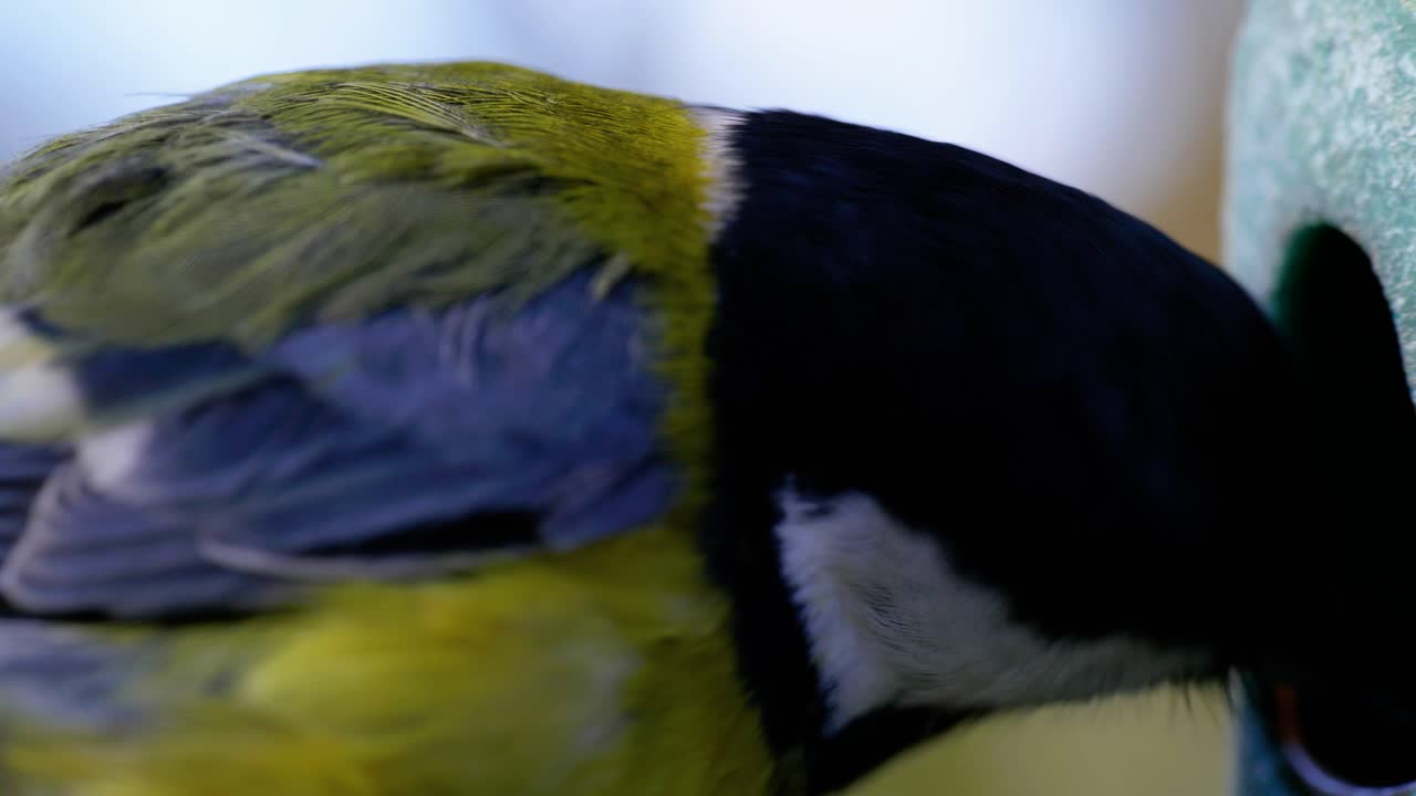 toma macro cinematográfica en cámara lenta de 4k de pájaros volando a un comedero para pájaros y comiendo semillas