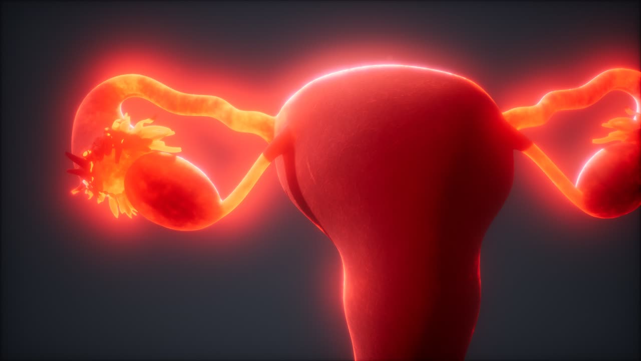 anatomía del sistema reproductivo femenino