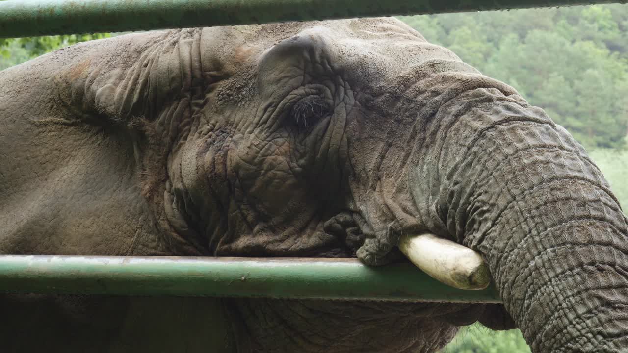 Primo piano estremo di un elefante della savana africana (Loxodonta Africana) tenuto in cattività allo zoo di Danzica in Polonia