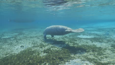 Seekuh-Schwimmt-In-Den-Florida-Springs-Auf-Den-Grund