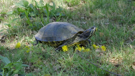 Closeup-of-a-yellow-bellied-slider,-adult-turtle-crawling-through-grass-until-it-goes-out-of-frame