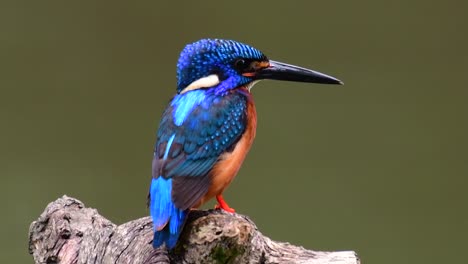 the blue-eared kingfisher is a small kingfisher found in thailand and it is wanted by bird photographers because of its lovely blue ears as it is a small, cute and fluffy blue-feather-ball of a bird