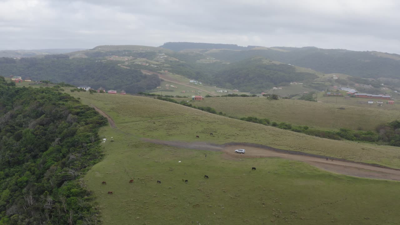 Mucche al pascolo su dolci colline verdi nel Transkei, Sudafrica.