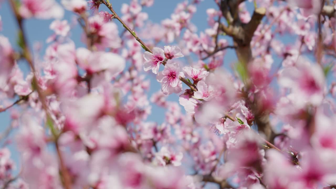 Primo piano di bellissimi fiori di pesco in fiore in una soleggiata giornata primaverile contro un cielo blu con effetto bokeh