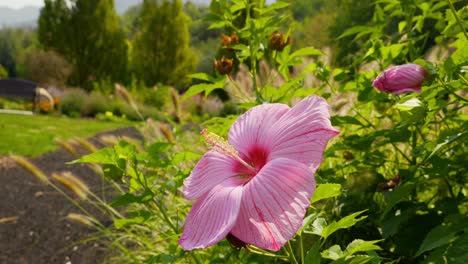 beautiful blush pink hibiscus flower also called china rose with large showy vibrant petals, and a honey bee looking for nectar