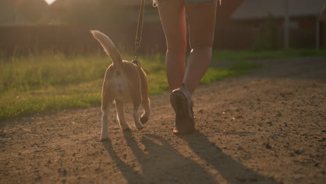 lower angle view of person walking dog on leash along dirt road near rural farmland, bright sunlight casting long shadows as dog sniffs ground, rural setting with houses and greenery