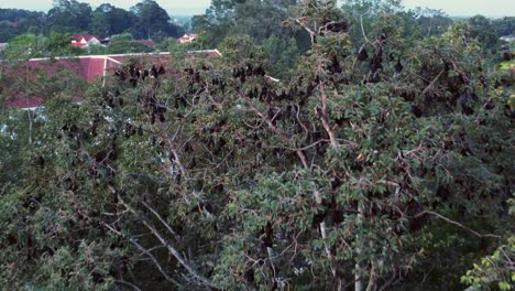 a giant tree serves as the home for thousands of bats of the species "large flying fox" or rousettus luctus