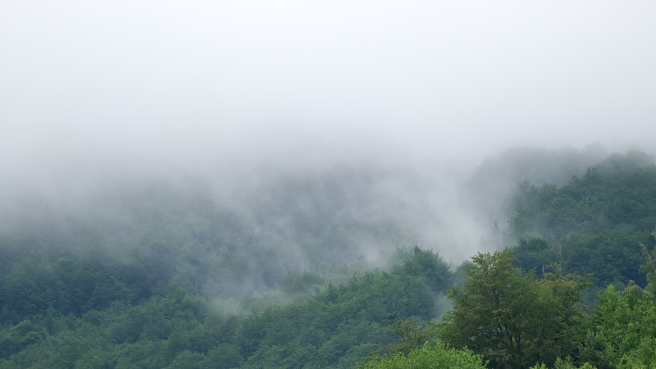A view of trees and fog in a landscape with the fog obscuring some of the trees The fog covers much of the top of the view