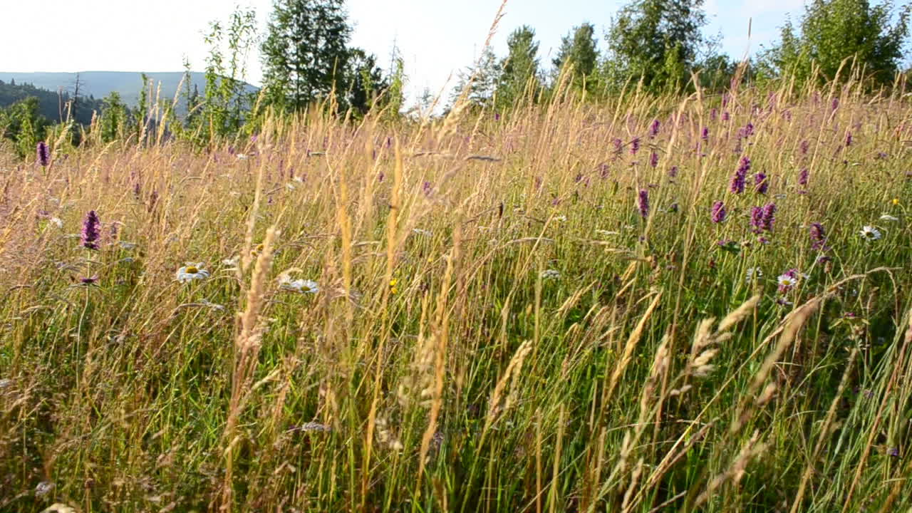 Wildblumen in den Bergen. Aufnahmen in den Bergen