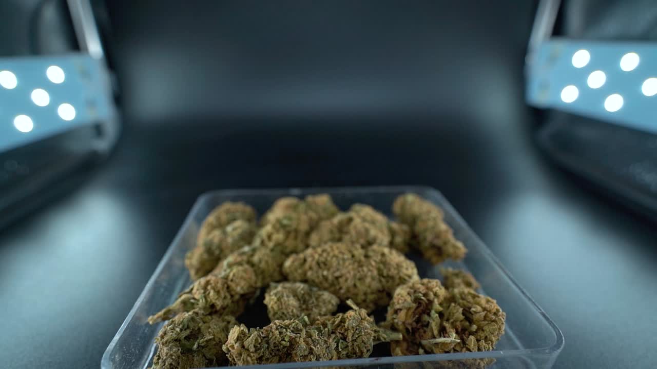 A close up detailed crane back movement shot of a cannabis plant, marijuana flower in a clear plate, hybrid strains, Indica and sativa, 120 fps slow motion Full HD, cinematic studio lighting