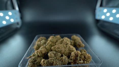 un primer plano detallado del movimiento de la grua hacia atrás de una planta de cannabis, flor de marihuana en un plato transparente, cepas híbridas, indica y sativa, cámara lenta de 120 fps full hd, iluminación de estudio cinematográfico