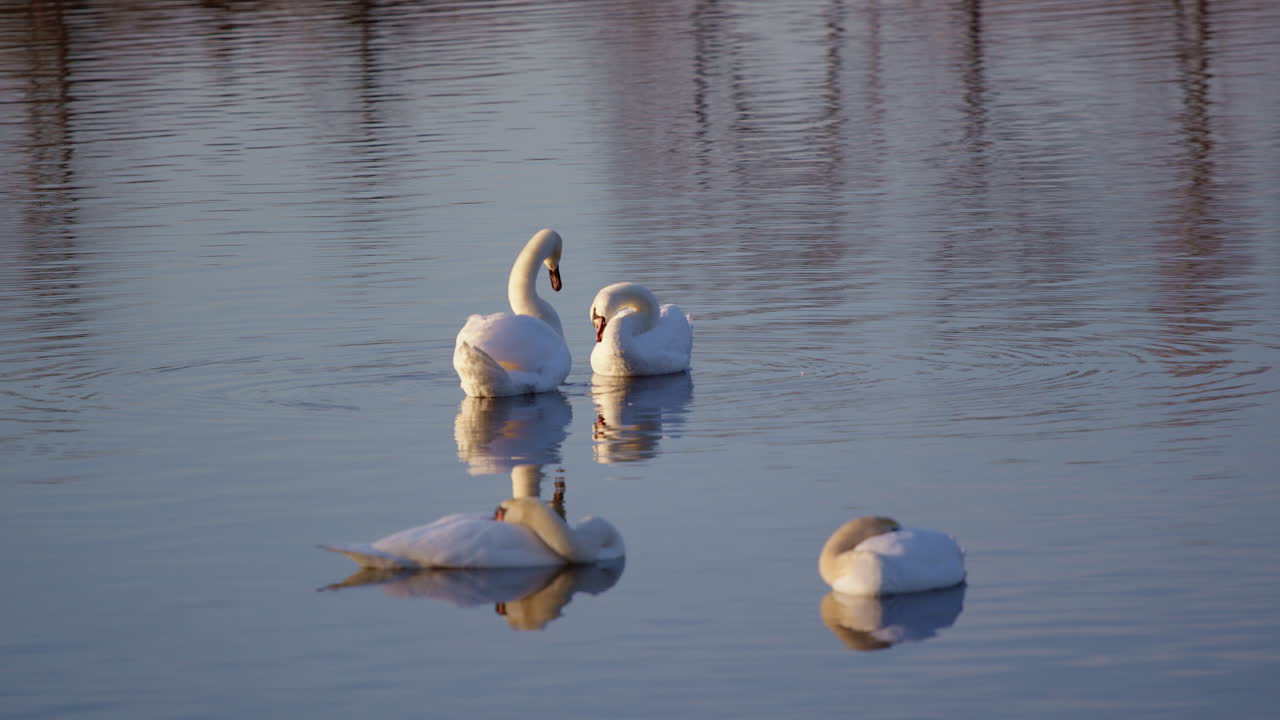 Cinematic spring scenes of swans preening and engaging in mating behaviors.