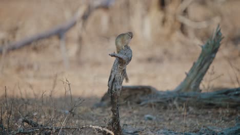 ground squirrel stands balanced on single wooden broken piece of log, telephoto compression