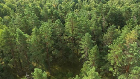 aéreo: volando sobre pinos y bosques de árboles de hoja ancha en un día brillante
