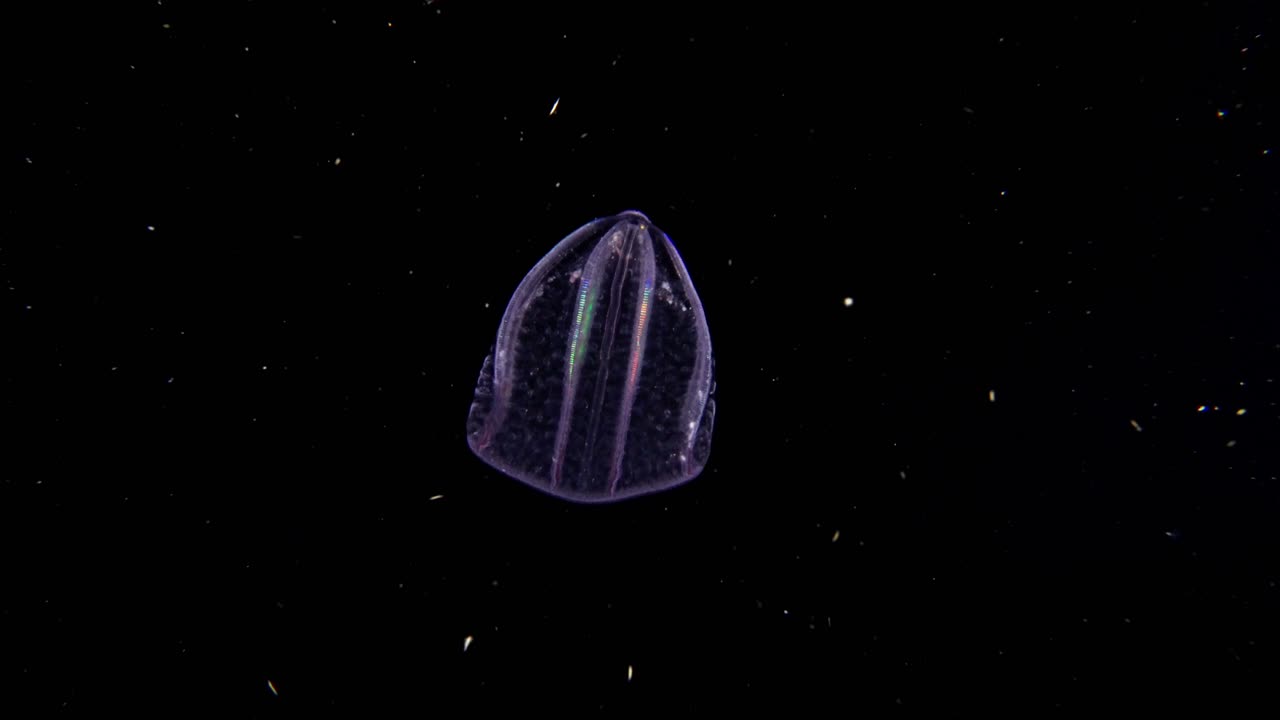 시가르 젤리 (ctenophore) 는 위로 움직일 때 질에서 빛이 굴절되는 것을 나타니다.