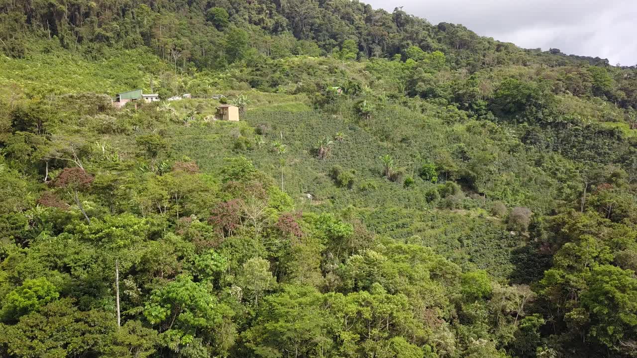 plantación de café en la selva montañosa boliviana