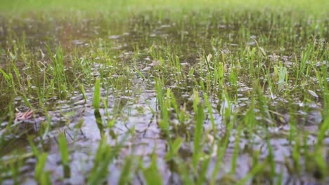 Regentropfen-Fallen-In-überschwemmtes-Gras