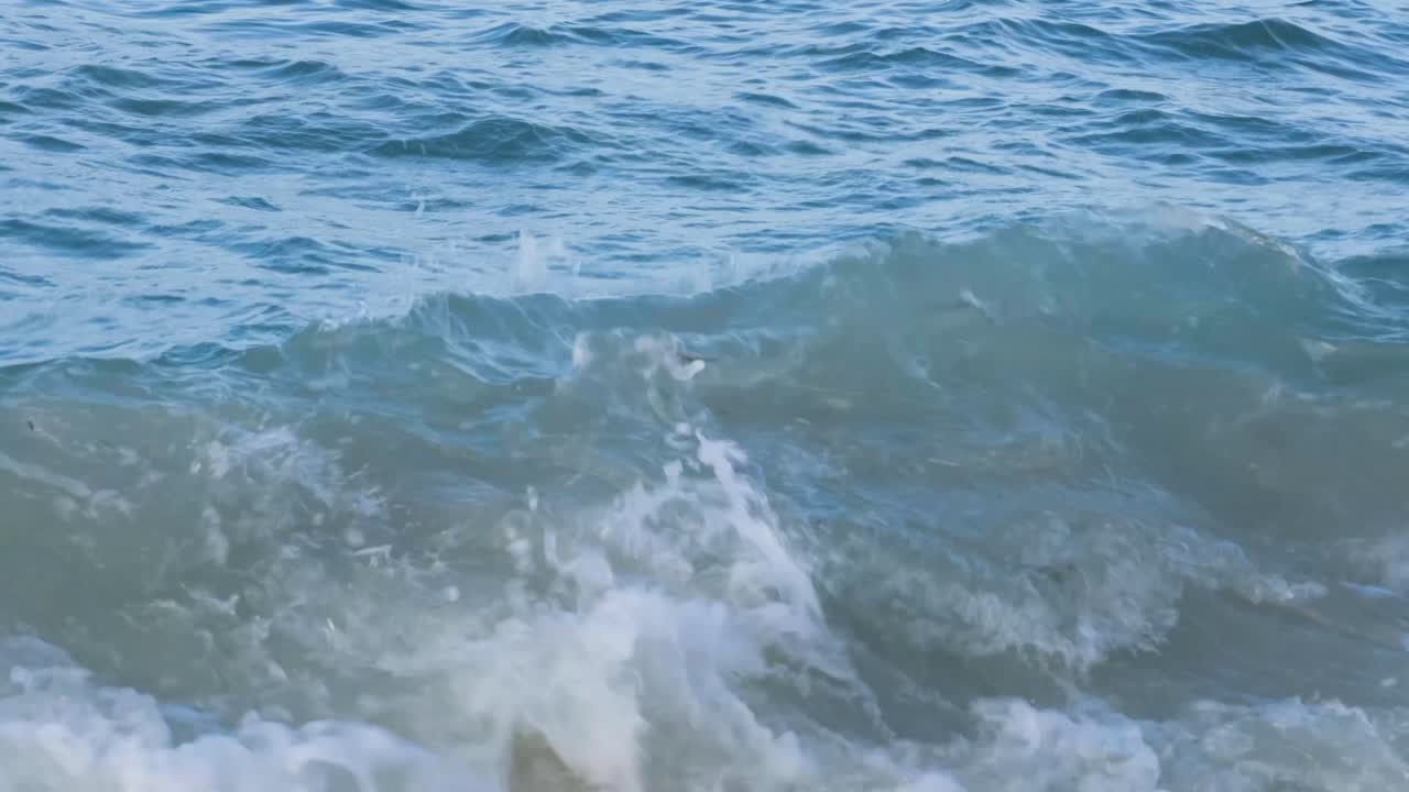 보호 프로젝트에 의해 방출되고 바다에서 수영하는 어린 아기 바다 거북 그룹