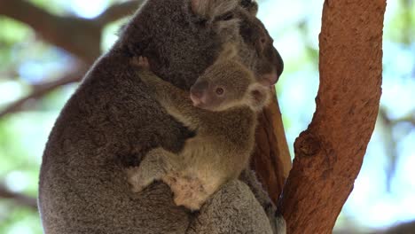 Der-Kleine-Koalabär-Klammert-Sich-Fest-An-Seine-Mama,-Streift-Neugierig-Durch-Die-Umgebung,-Kuschelt-Und-Zeigt-Liebe-Und-Zuneigung-Auf-Dem-Baum,-Nahaufnahme