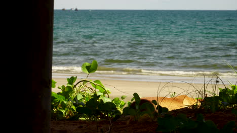 puppy dog inside vegetation behind beautiful beach