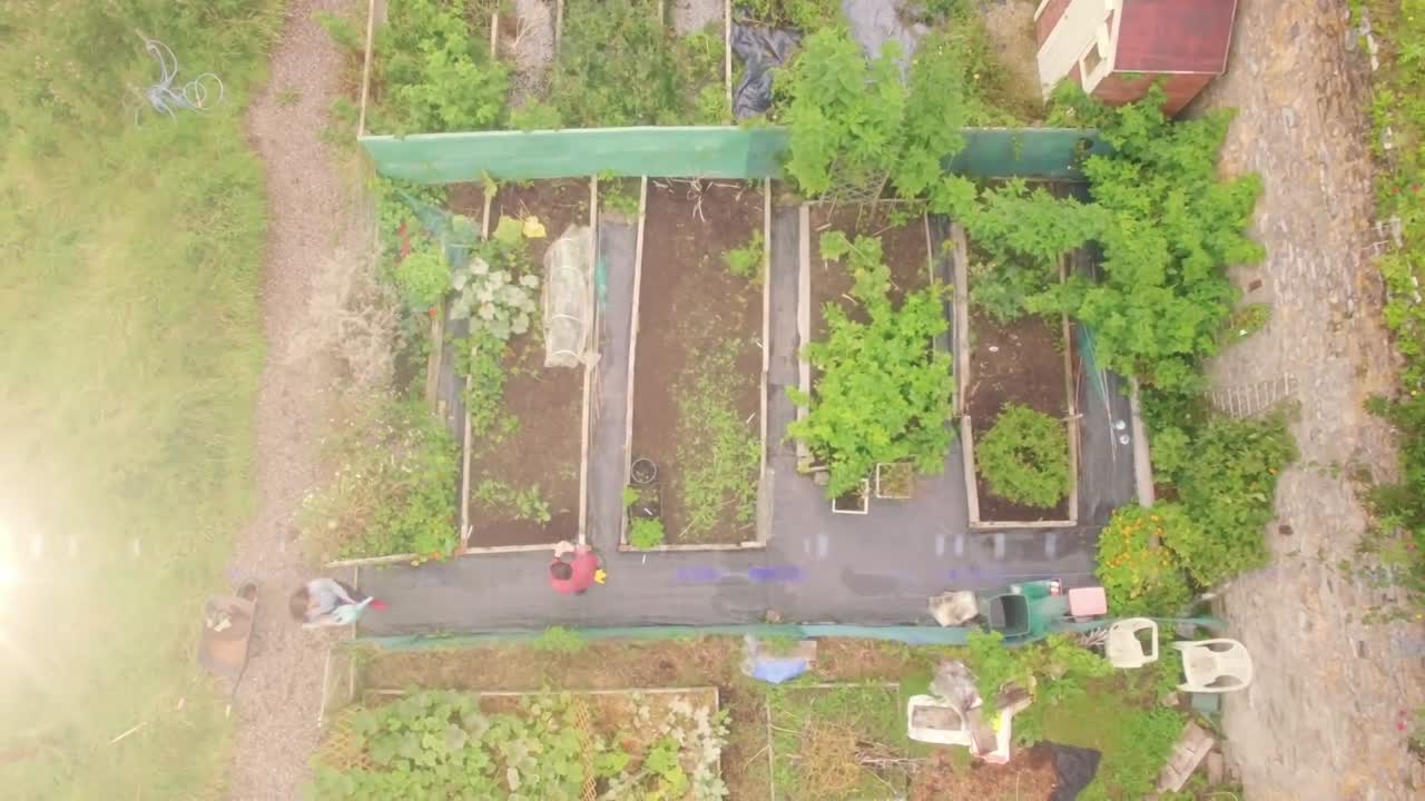 Lysglimt mod luftfoto af kaukasisk par, der vander planter i haven.