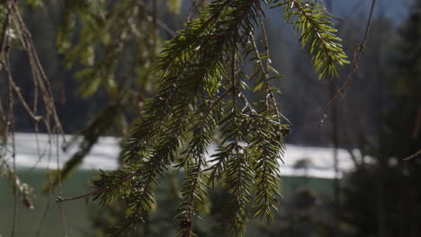conifer needle leaves hanging on tree branches. close-up shot