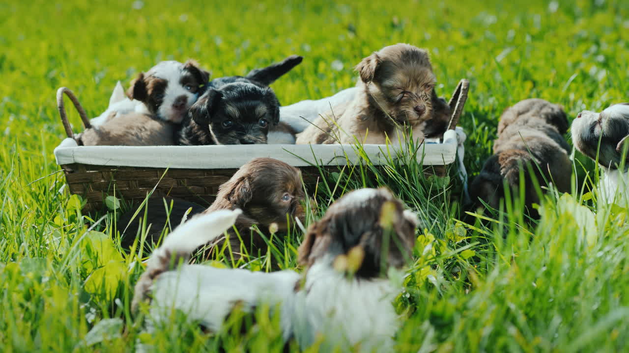 행복의 바구니 - 무성한 녹색 잔디밭에 있는 작은 강아지들