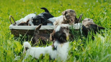 canasta de felicidad - cachorritos en un exuberante césped verde