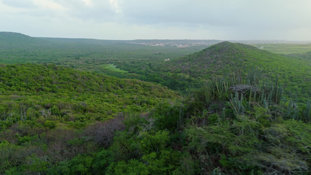 cactus extendido a través de la cresta de la colina en curaçao con vistas panorámicas de la exuberante jungla, aérea