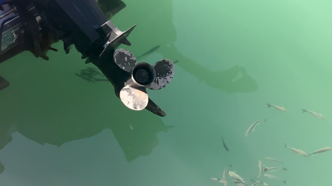 Fish swimming near a boat engine in Heraklion marina, Crete, Greece