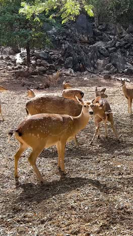 ciervos interactuando en un entorno de zoológico natural