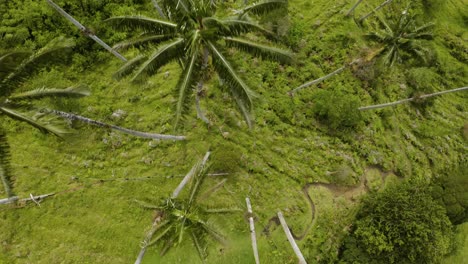 top down birds eye view of wax palm trees in cocora valley