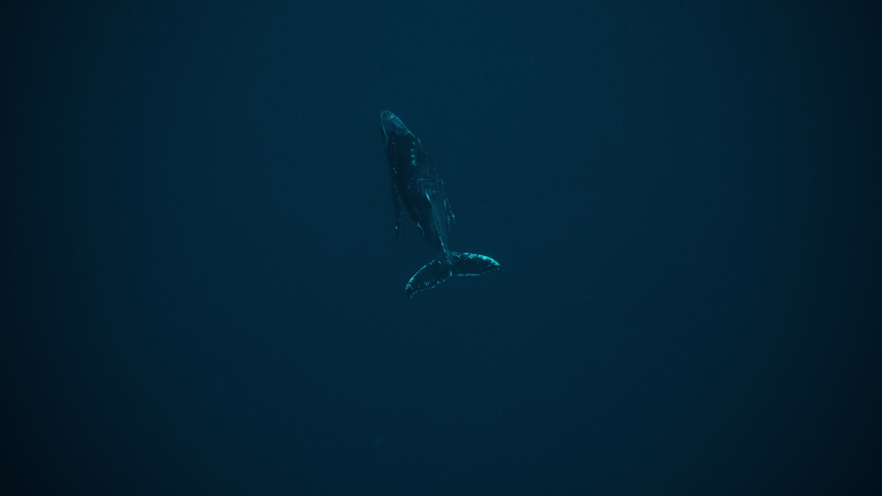 Minimalist view of a whale suspended in dark underwater blue