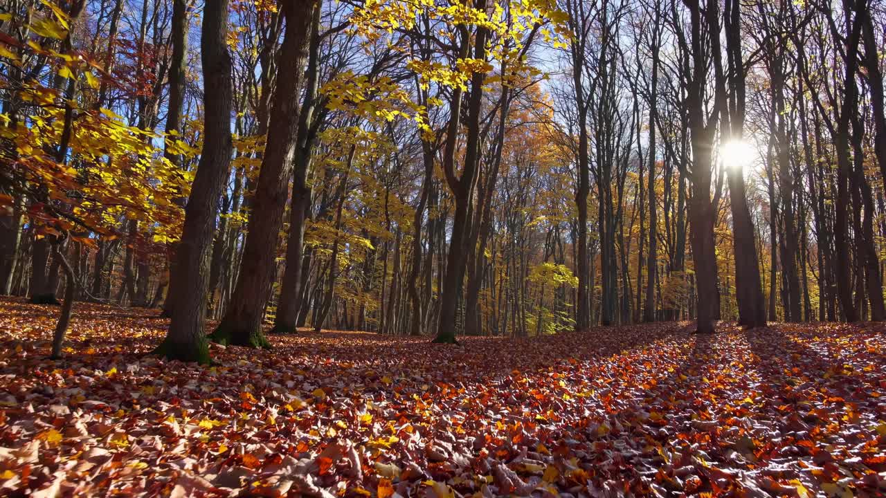 Low-angle video capturing a serene autumn forest with sunlight filtering through colorful leaves