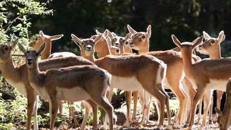 a flock of persian gazelles or gazella subgutturoza standing in a slightly forested area chewing and enjoying the sun