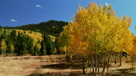 Fall-colors-in-Colorado-cinematic-aerial-drone-Aspen-trees-yellow-gold-orange-green-turning-of-seasons-autumn-bluebird-sunny-afternoon-stunning-peaceful-mountain-Jefferson-FairPlay-slide-left