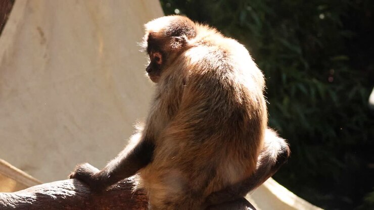 Monkey sitting on a branch, looking around