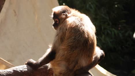 mono sentado en una rama, mirando a su alrededor
