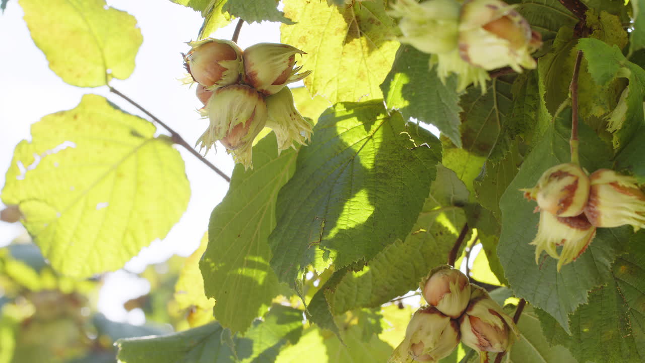 avellanas maduras en primer plano en el racimo de avellanas en el jardín, cultivo de avellanas crudas, tiempo de cosecha, alimentos naturales