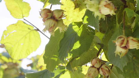 Nahaufnahme-Reifer-Haselnüsse-Auf-Einem-Haselbaumbündel-Im-Garten,-Anbau-Roher-Nüsse,-Erntezeit,-Natürliche-Nahrung