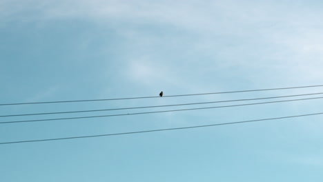 bird on power lines