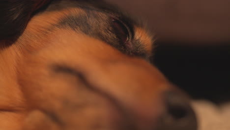 close up of dachshund sausage dog lying on a white rug carpet