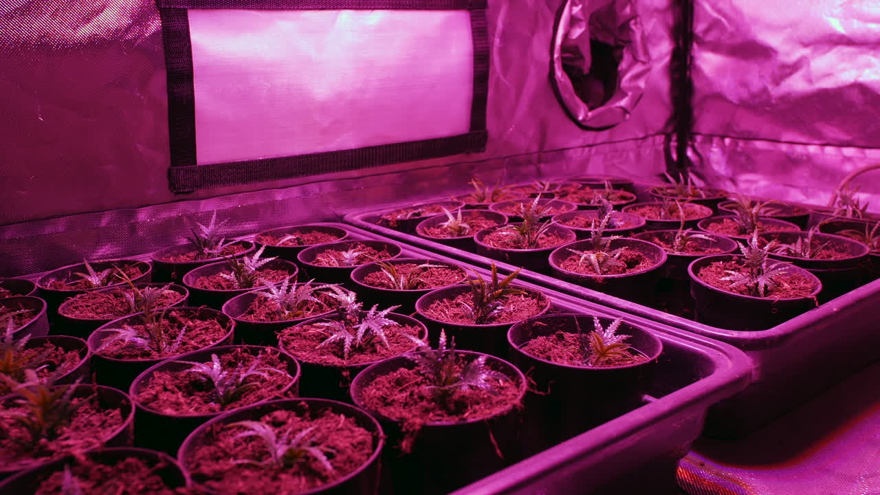 plantas de marihuana creciendo en una carpa de cultivo con ventilación