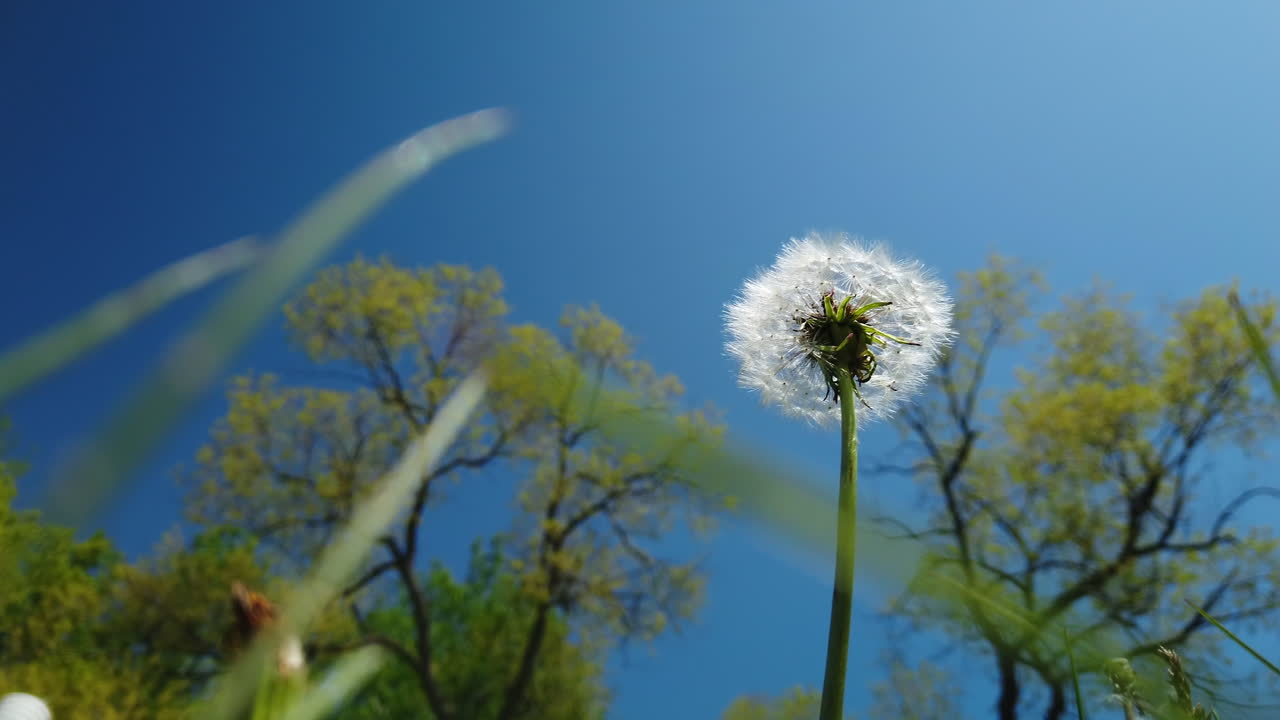 Low angle medium shot of a seeded dandelion against the spring sky