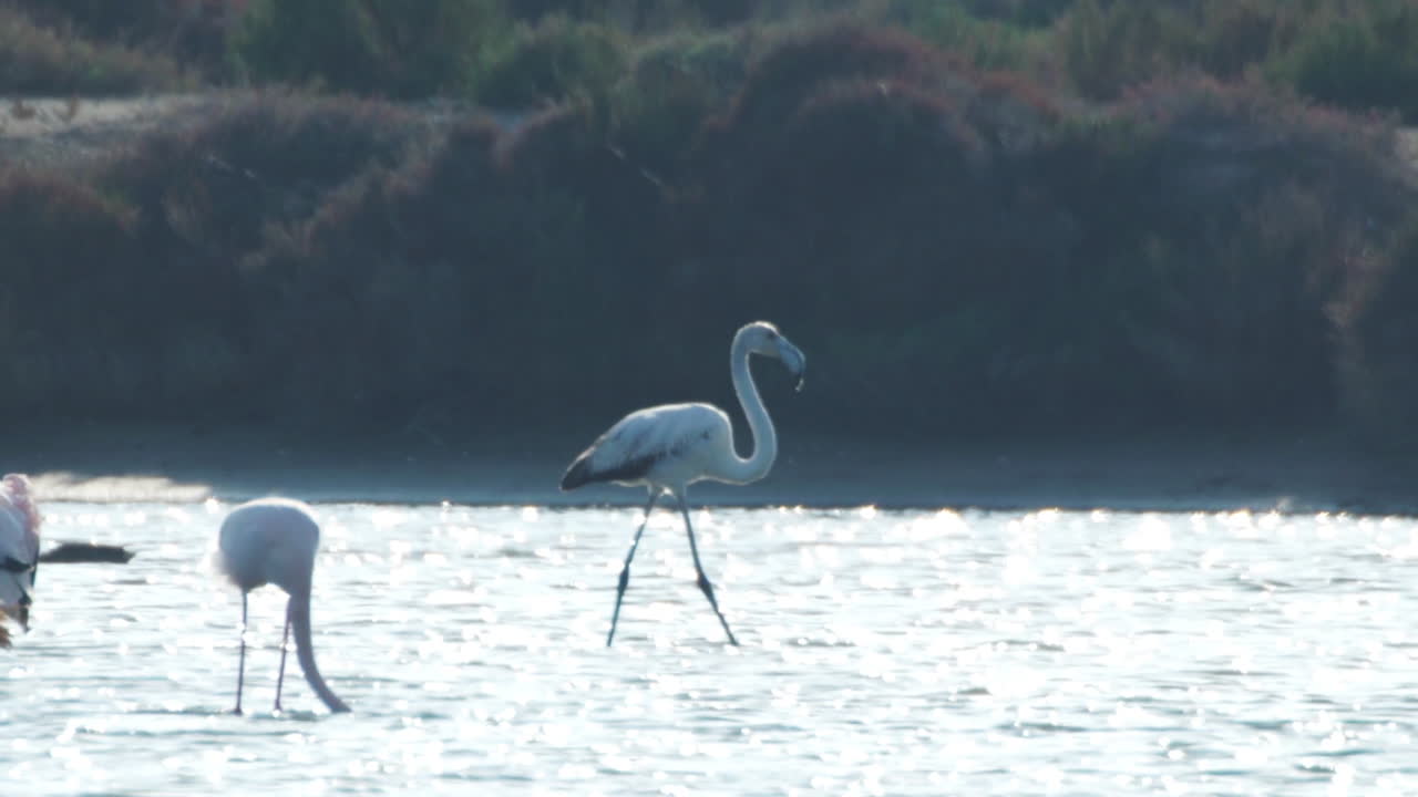 델타 플라밍고 32