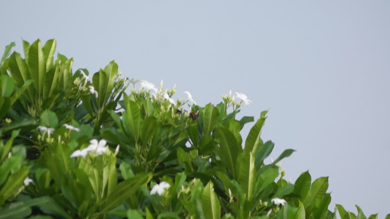 바람에 나무 끝에 나뭇잎