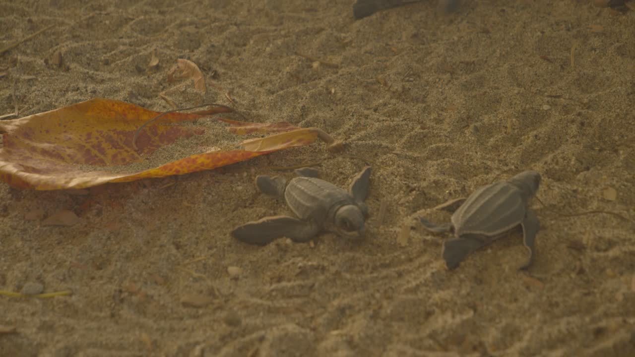 Baby leatherback turtle hatchling make their way to the sea