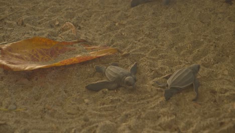 baby leatherback turtle hatchling make their way to the sea